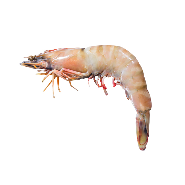 【生海老】の背景透過処理した飲食店用デジタル写真。ファイルサイズ約 24.6MB、4500 * 4500 ピクセルの切り抜き済みのPSDファイルです。【一部の素材にはシャドウレイヤーが含まれており、Photoshopなどの写真編集ソフトでレイヤーの表示・非表示を自由に切り替えられます】